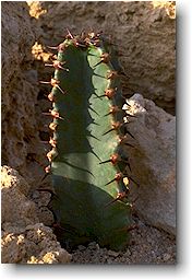 EuphorbiaAmmak.jpg (14761 bytes)