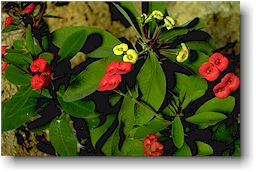 EuphorbiaMillii.jpg (15105 bytes)