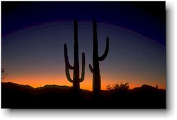 saguaro.jpg (6596 bytes)